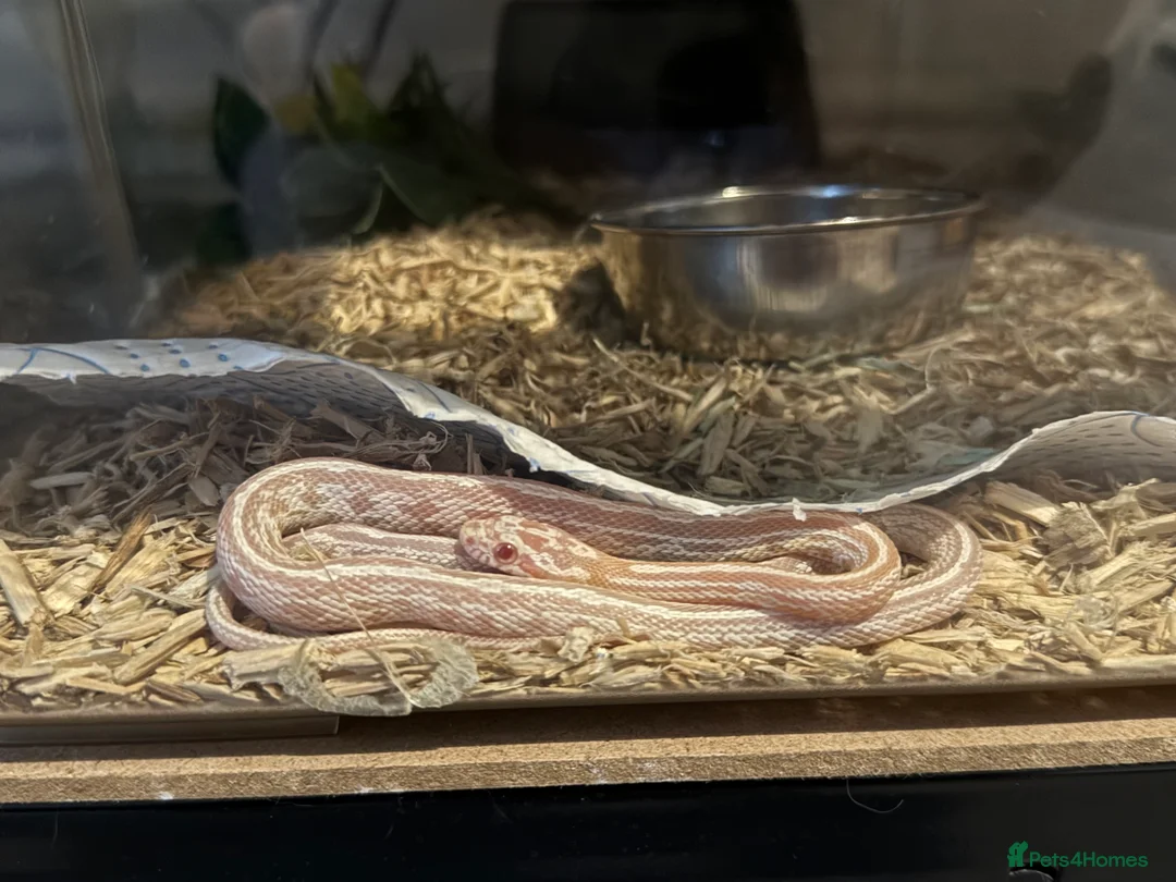 Corn Snake reptiles for sale: Multiple corn snakes for sale  - Advert 1