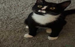 British Shorthair cats for sale: Two male kittens  - Image 1