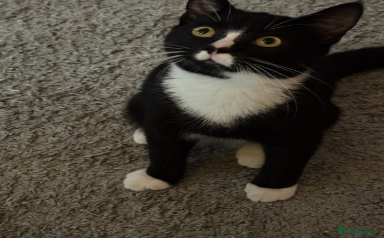 British Shorthair cats for sale - Advert 1