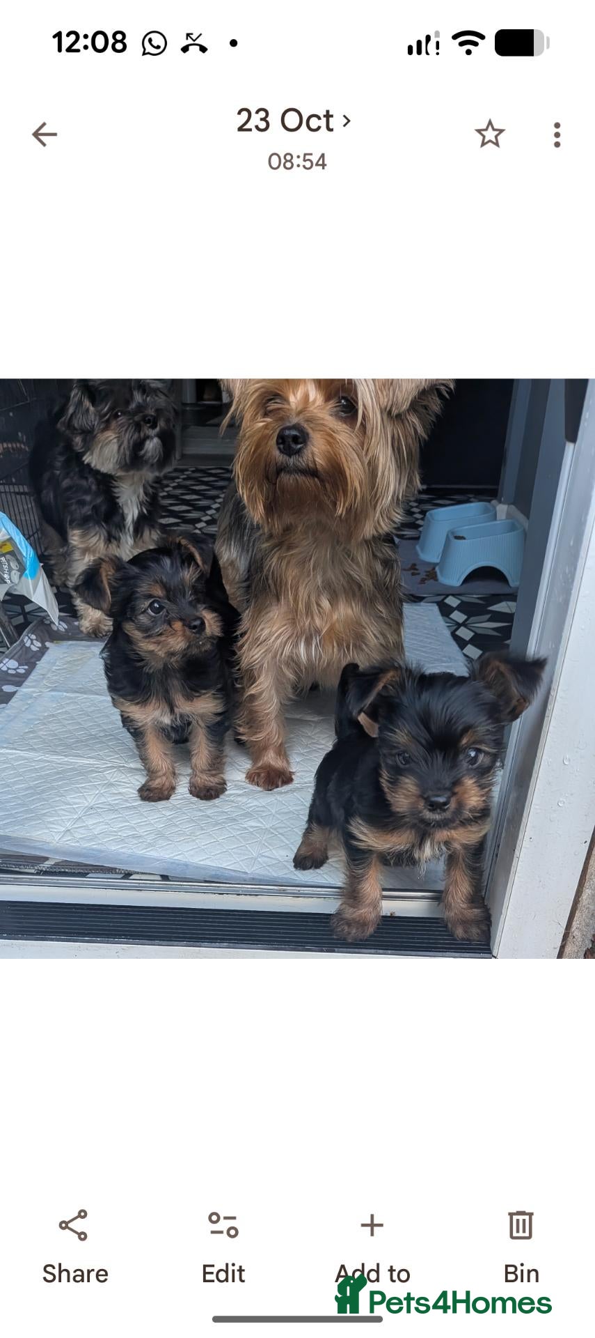 Yorkshire Terrier dogs for sale: ANMACO Yorkshire Terriers KC Ped TOY/MINATURES - Advert 13