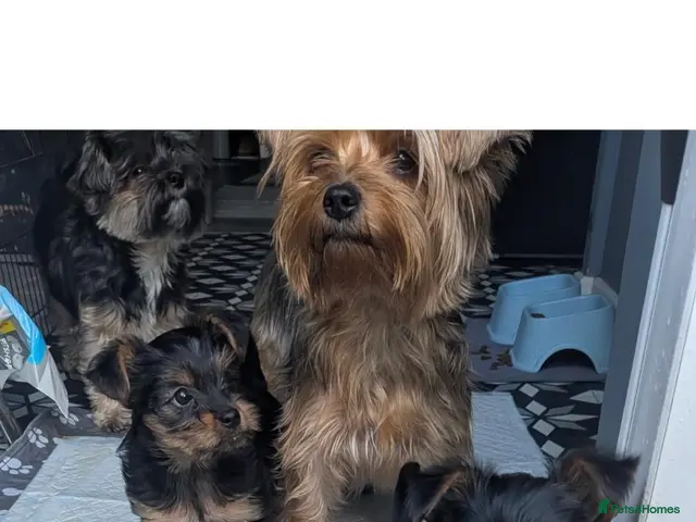 Yorkshire Terrier dogs for sale: ANMACO Yorkshire Terriers KC Ped TOY/MINATURES - Advert 13