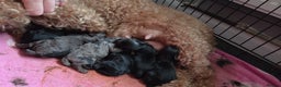 Cockapoo dogs for sale: Puppy cockapoos  - Advert 15
