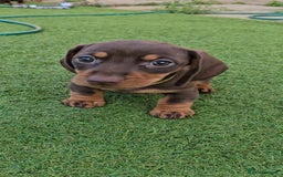 Miniature Dachshund dogs for sale:  Miniature Dachshunds ready to go Friday 19th Sept - Image 36