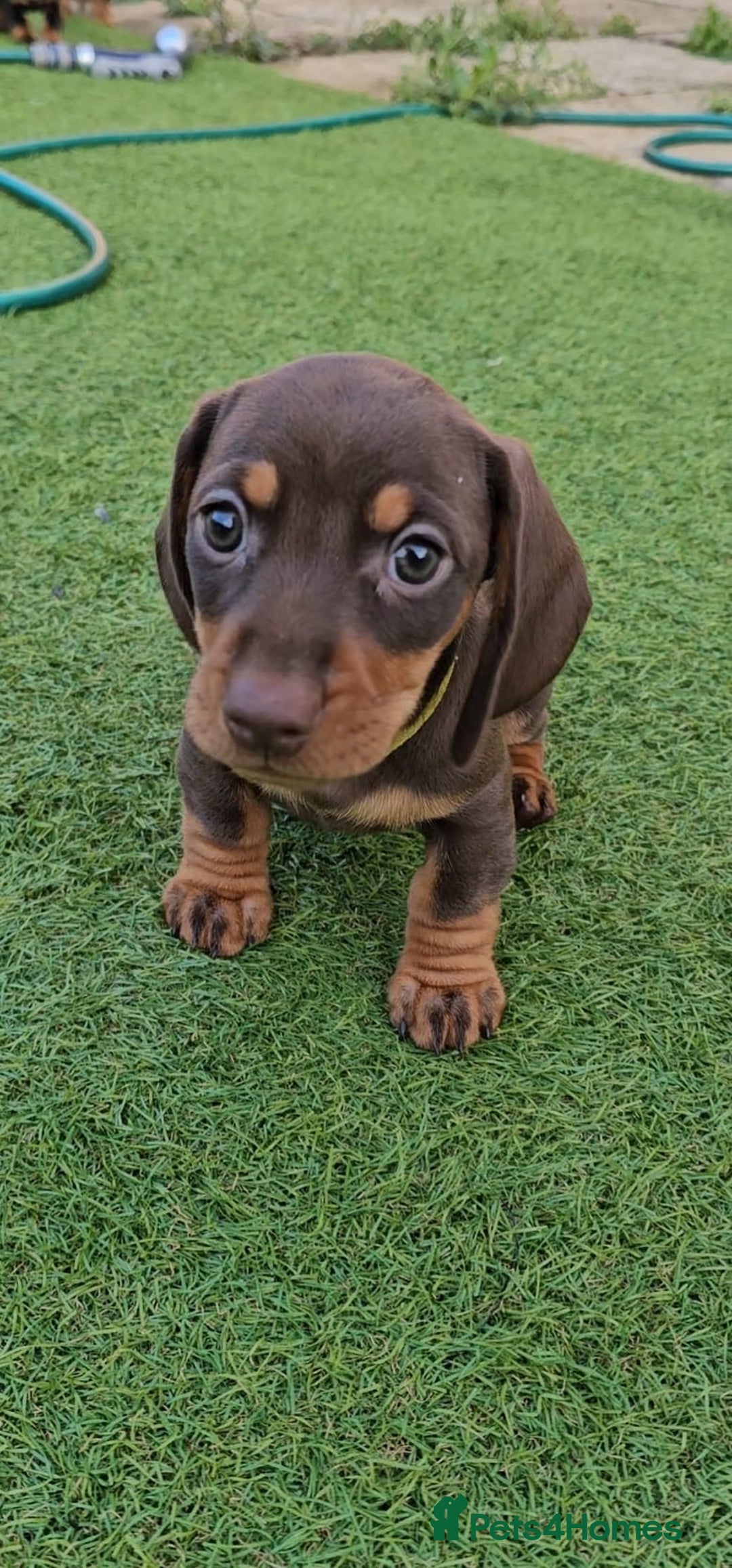 Miniature Dachshund dogs for sale:  Miniature Dachshunds ready to go Friday 19th Sept - Image 36