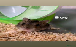 Hamster rodents for sale: Russian dwarfs  - Image 2