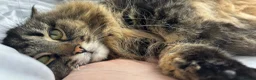 Mixed Breed cats for sale: Beautiful Girl searching for a loving home - Advert 7