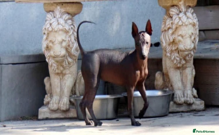 Mexican Hairless dogs - Advert 1