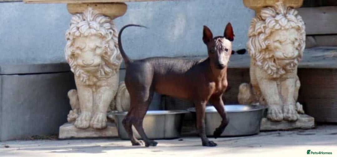Mexican Hairless dogs for sale: Intermidte girl also 1 mini boy red  - Image 1