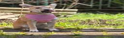 Mixed Breed dogs for adoption: ❤️🐶 BAMBI – SOFT NATURE, BEAUTIFUL BALANCE in Burton-on-Trent - Advert 6