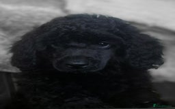 Miniature Poodle dogs for sale: Miniature Poodle Puppies - Image 3