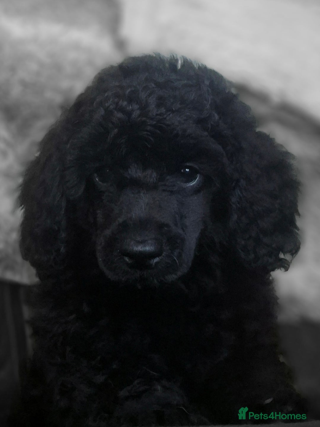Miniature Poodle dogs for sale: Miniature Poodle Puppies - Image 3