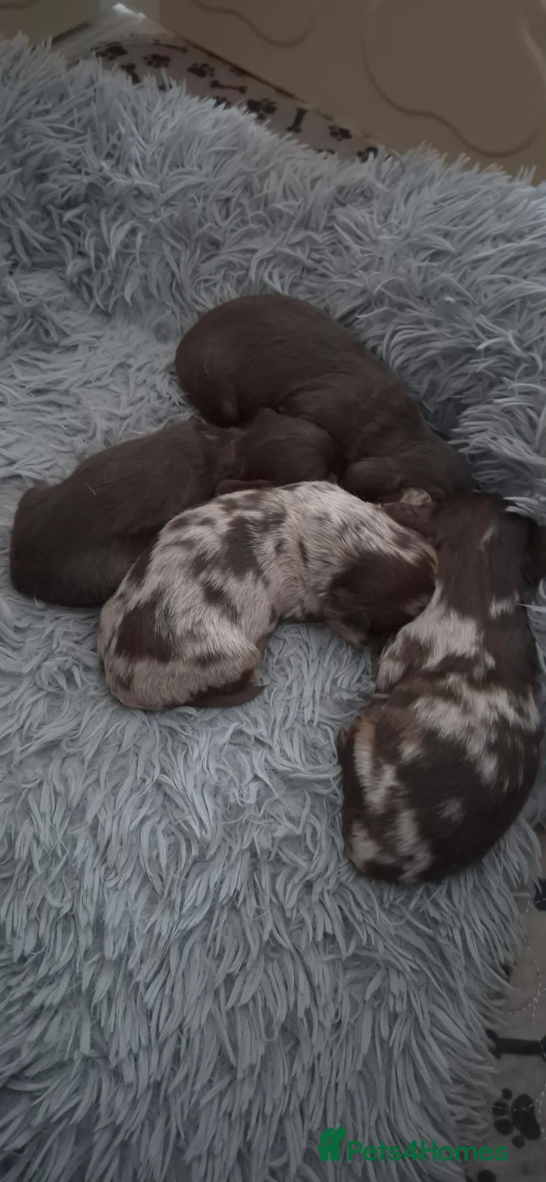 Dachshund dogs for sale: Miniature dachshunds long hair boys puppies - Advert 2