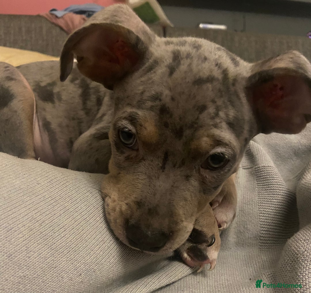 Mixed Breed dogs for sale: Staffy cross American bulldog  - Image 4