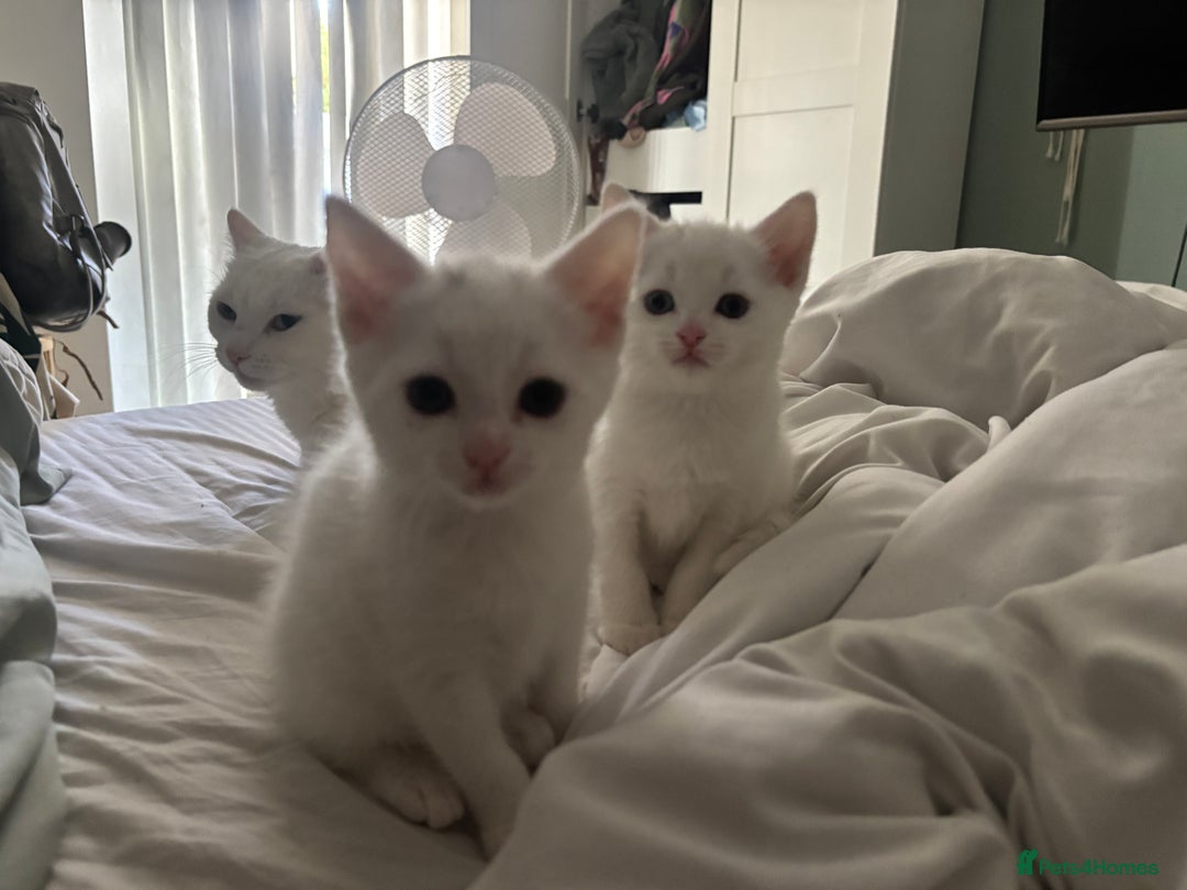 Turkish Angora cats for sale: ✨Adorable white kittens✨ - Image 4