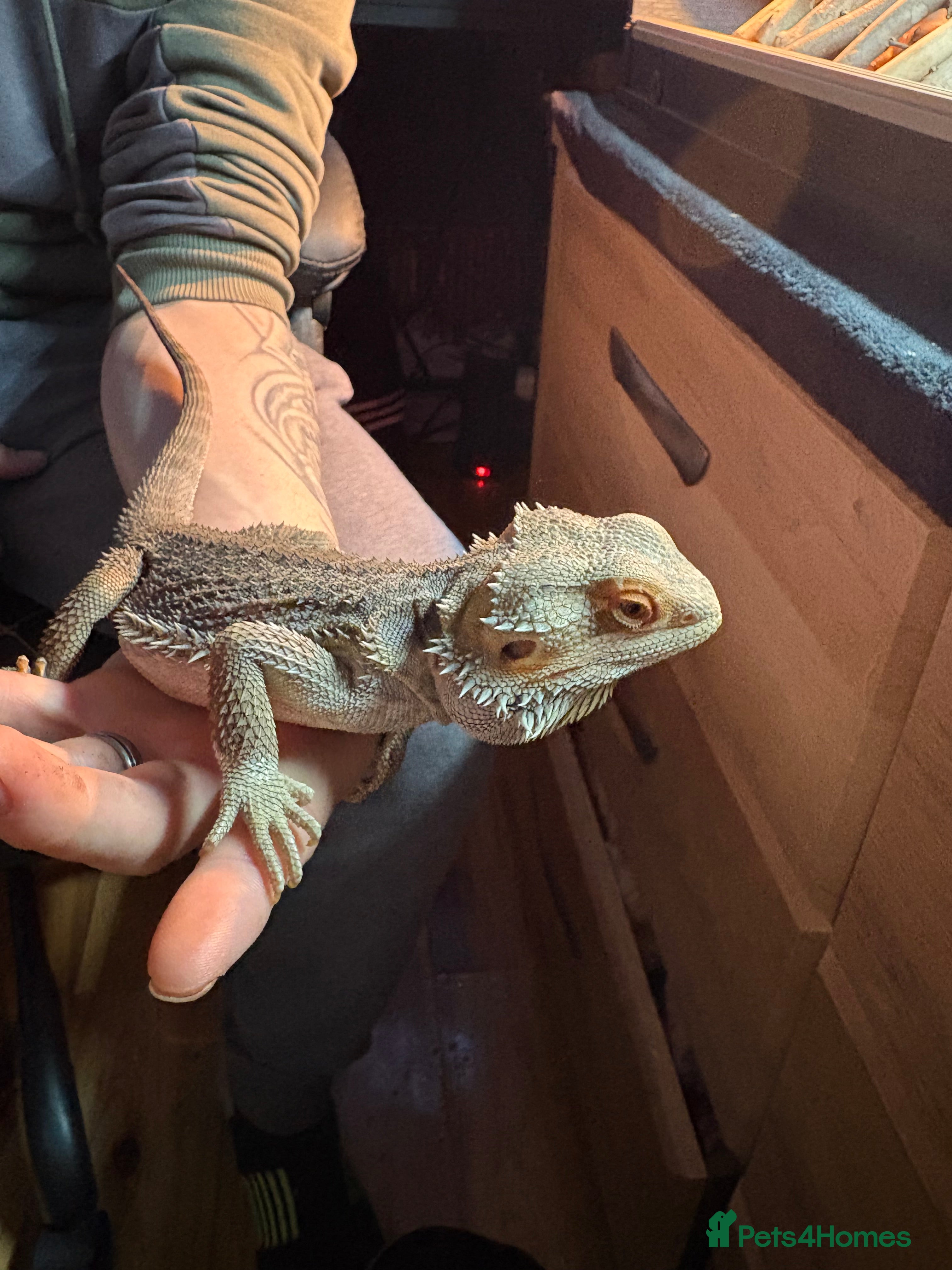 Bearded Dragon reptiles Bread Dragon - Advert 3