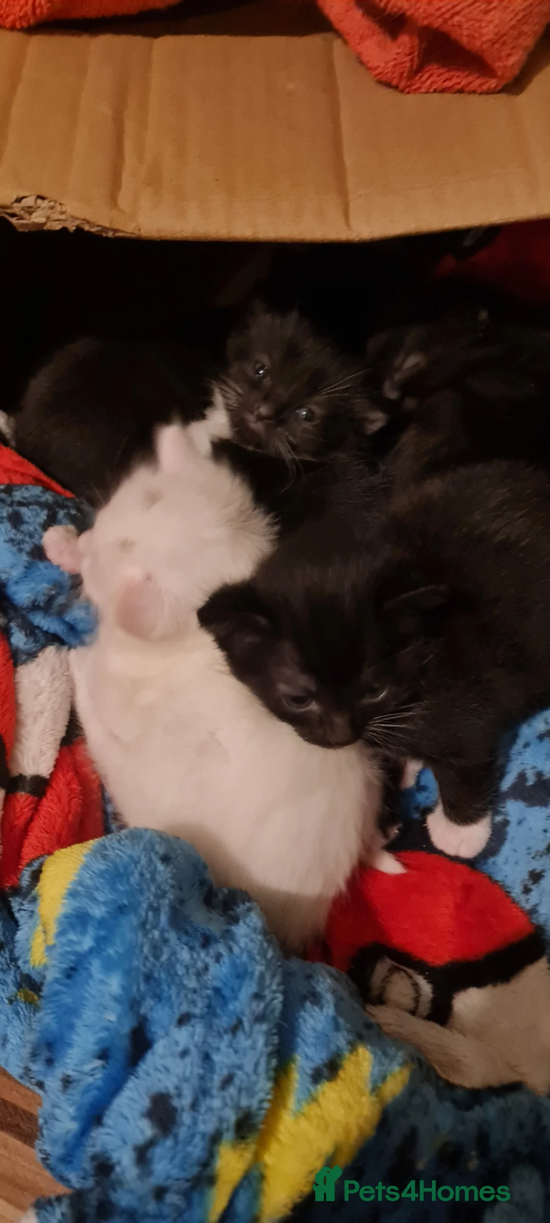 Mixed Breed cats for sale: Beautiful fluffy kittens in Romford - Advert 9