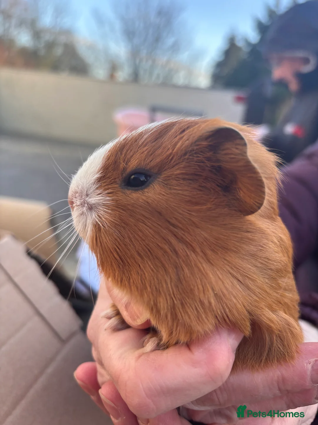 Guinea Pig rodents for sale: Guinea Pigs - Advert 11