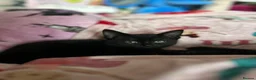 Domestic Shorthair cats for sale: Adorable black kittens  in Blackburn - Advert 2