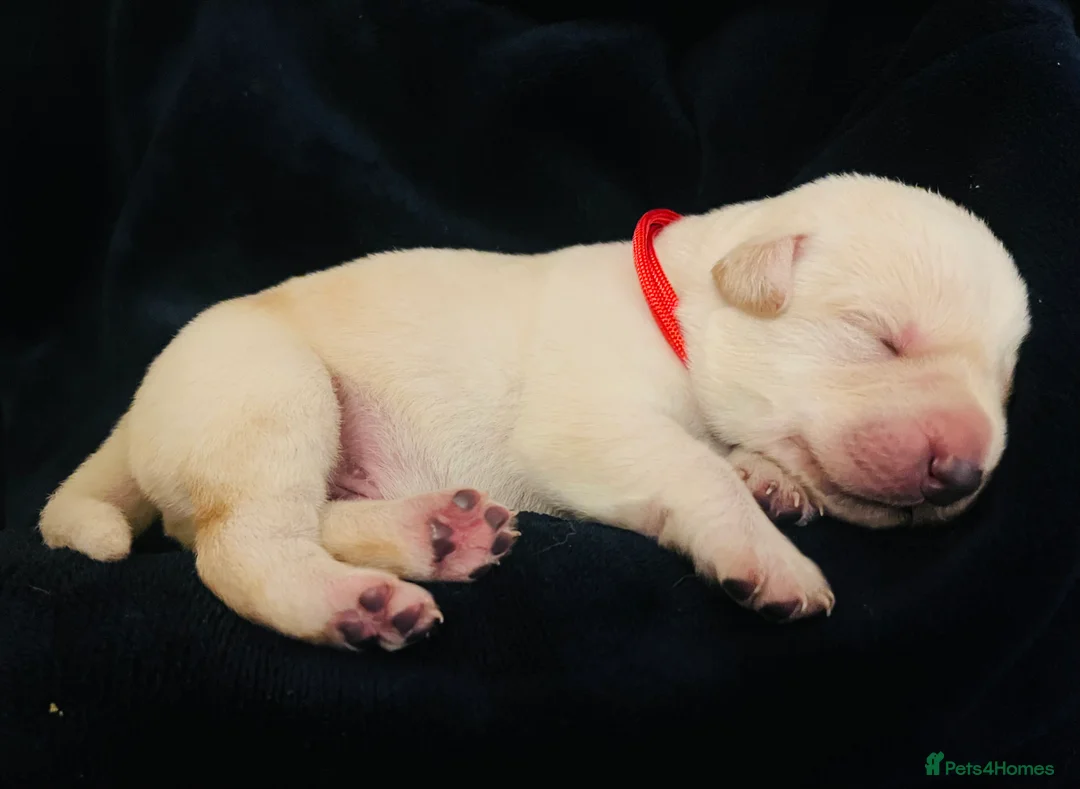 Labrador Retriever dogs for sale: Adorable Labrador/Retriever puppies. - Advert 5