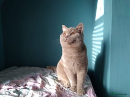 British Shorthair cats British Shorthair kittens - Advert 4