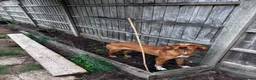 Mixed Breed dogs for adoption: Puppy Ginny is ready for her forever family! in Worcester - Advert 8