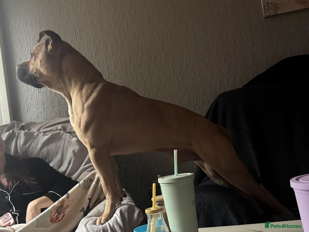 Mixed Breed dogs for sale: Loving Boy For sale - Advert 2