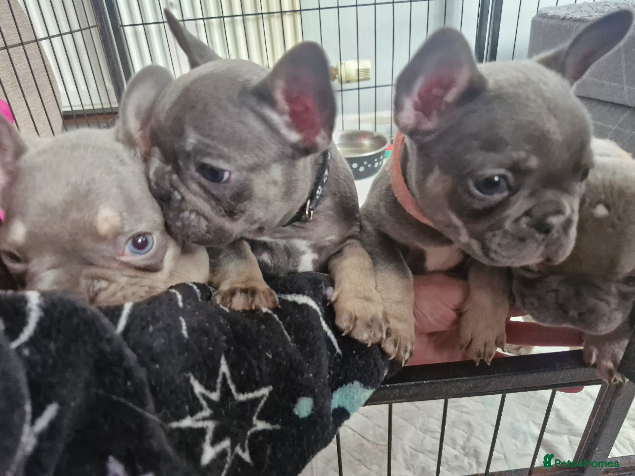 French Bulldog dogs French bulldog pups - Advert 1