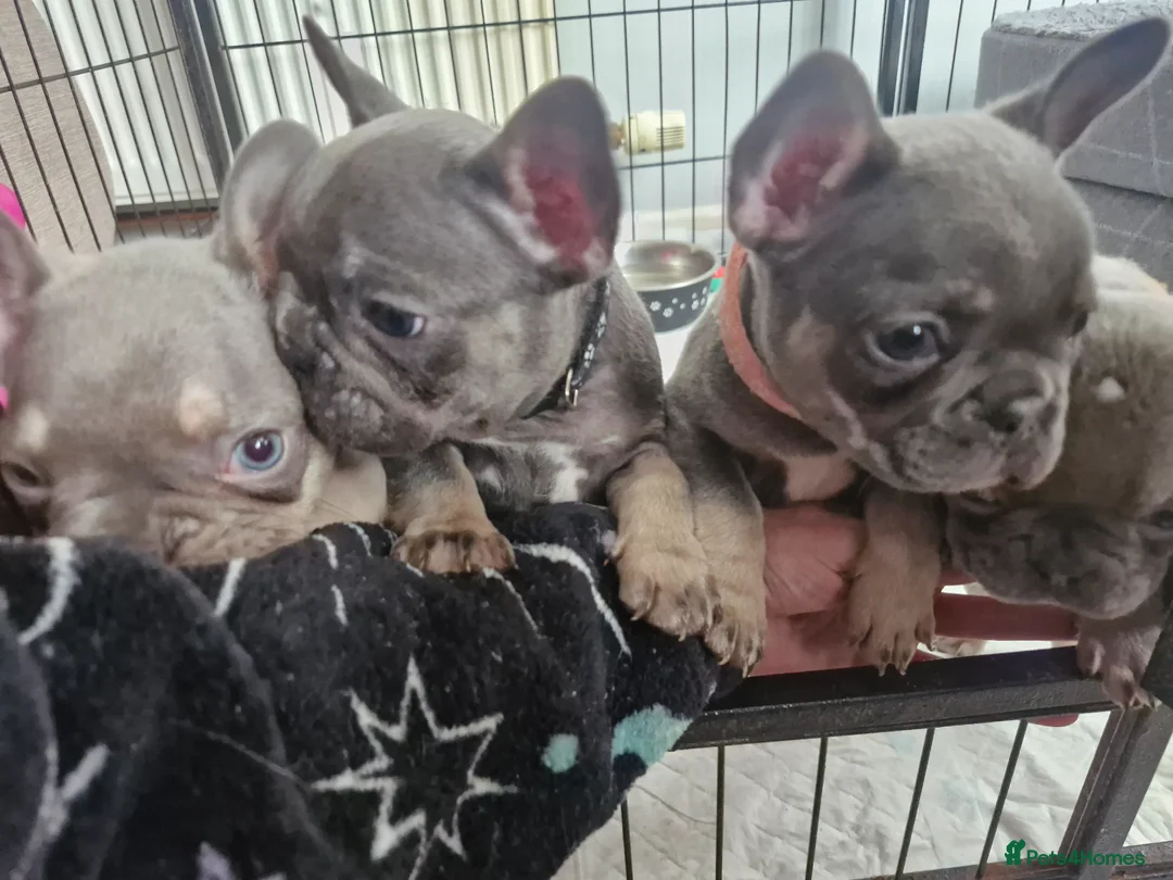 French Bulldog dogs for sale: French bulldog pups in Ballymena - Advert 1