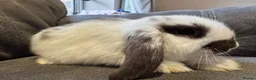 Mini Lop rabbits for sale: Pure Breed Mini Lop Babies  - Advert 18