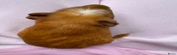 Guinea Pig rodents for sale: Really friendly bonded baby boys available  - Advert 15
