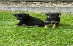 Mixed Breed dogs for sale: Beautiful German shepherd pup  - Image 5