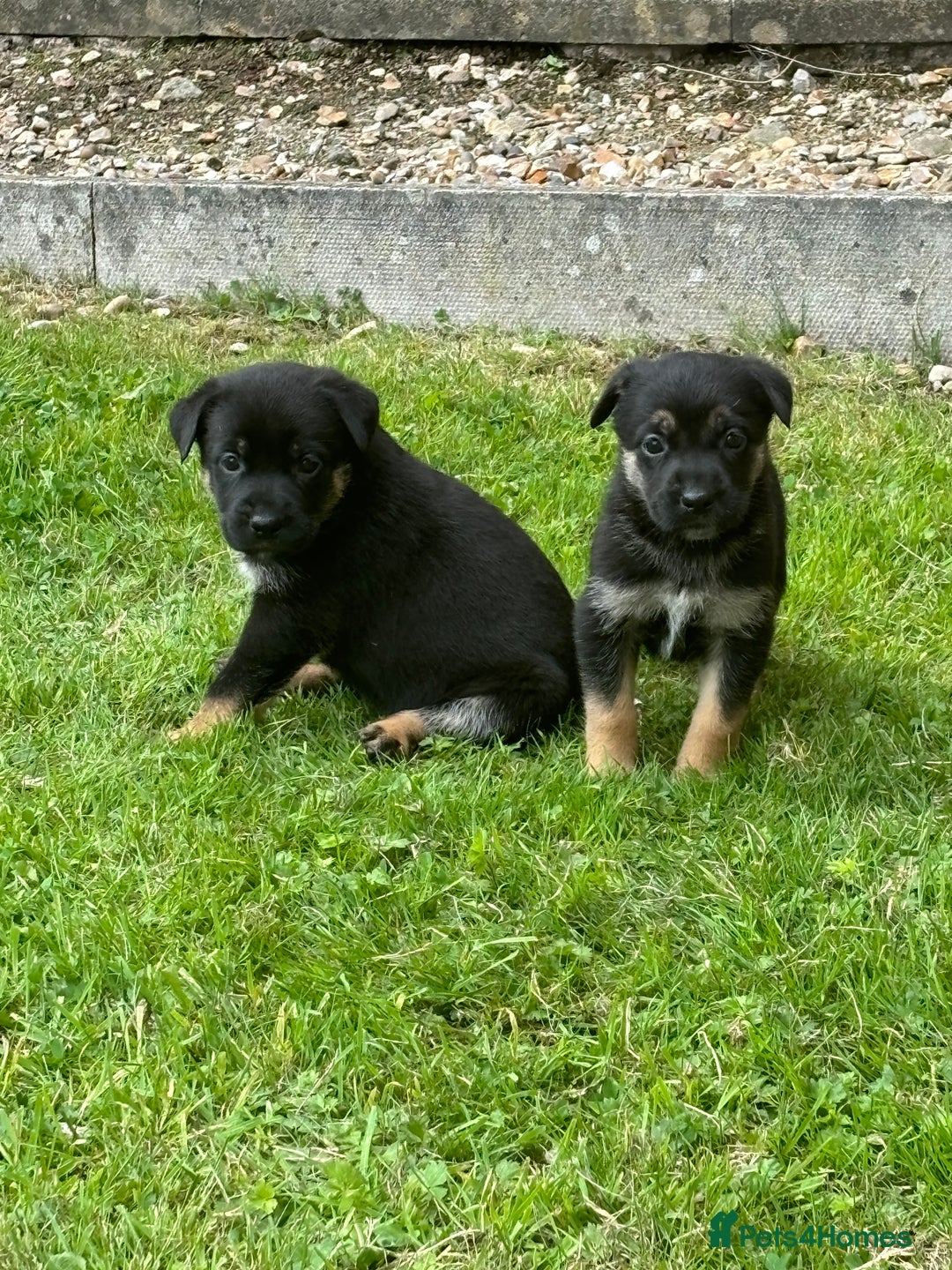 Mixed Breed dogs for sale: Beautiful German shepherd pup  - Image 5