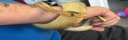 Python Snake reptiles for sale: Champagne ball python (With full set-up) - Advert 3