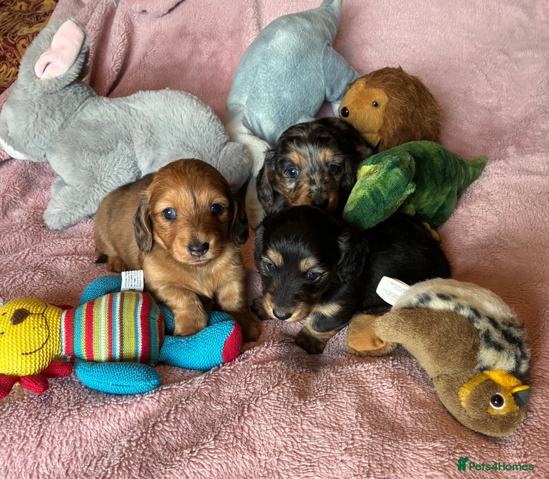 Dachshund dogs for sale: KC reg PRA clear gorgeous puppies - Image 4