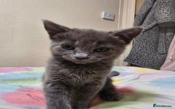 Mixed Breed cats for sale: Grey Female kitten - Image 2