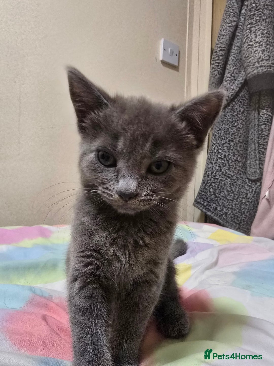 Mixed Breed cats for sale: Grey Female kitten - Image 2
