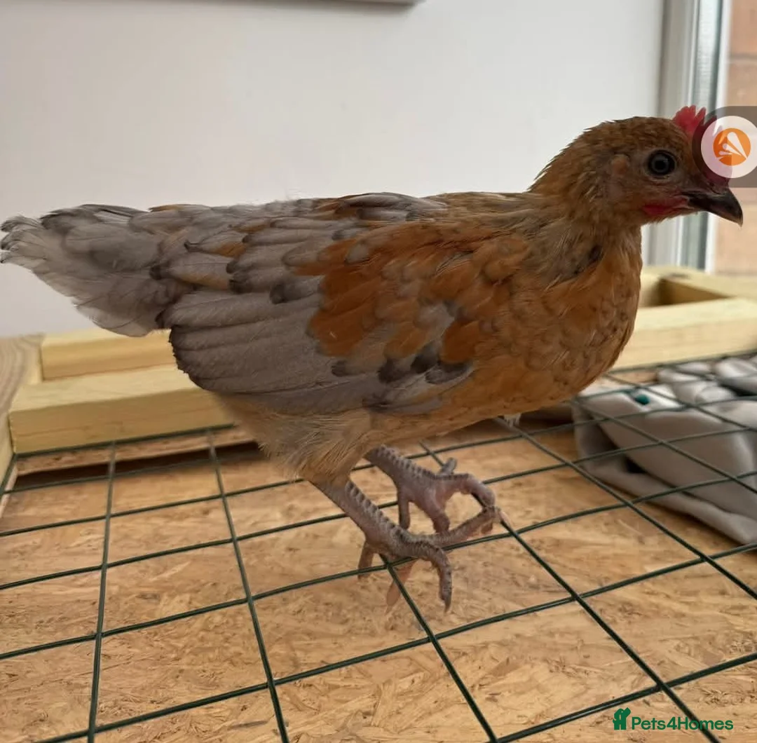 Chickens poultry for sale: 3 Cockerels - Advert 2