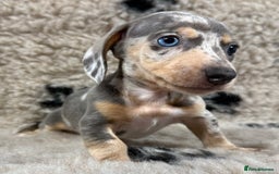Miniature Dachshund dogs for sale: Miniature dachshund - Image 18
