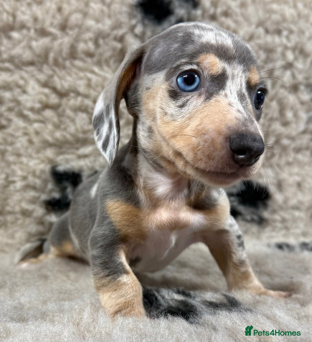 Miniature Dachshund dogs for sale: Miniature dachshund - Image 18