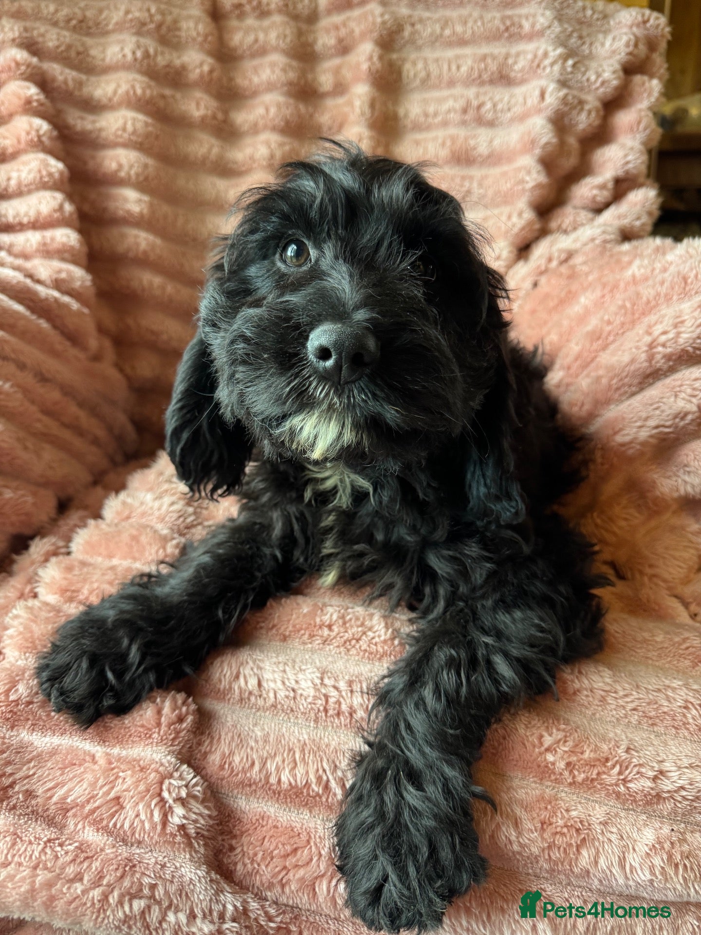 Sproodle dogs Healthy happy Miniature Sproodle Puppies - Advert 2