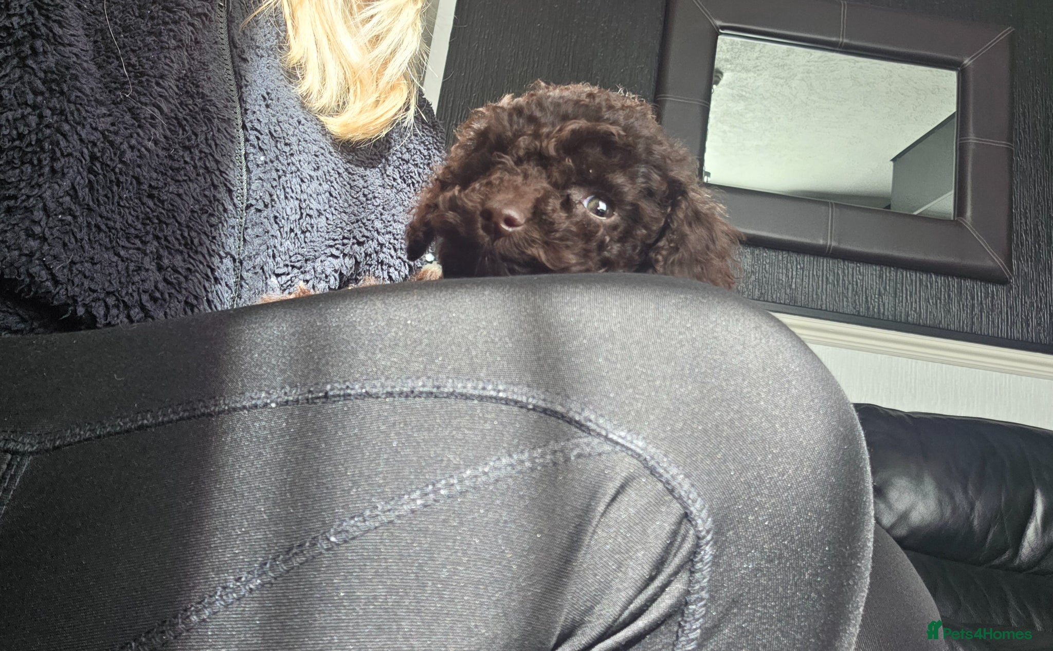 Cockapoo dogs One Chocolate Cockapoo tiny girl - Advert 13