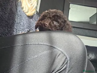 Cockapoo dogs One Chocolate Cockapoo tiny girl - Advert 13