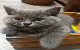 Scottish Fold cats for sale: Adorable Scottish Fold and Straight Kittens  - Image 1
