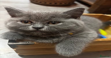 Scottish Fold cats - Advert 6