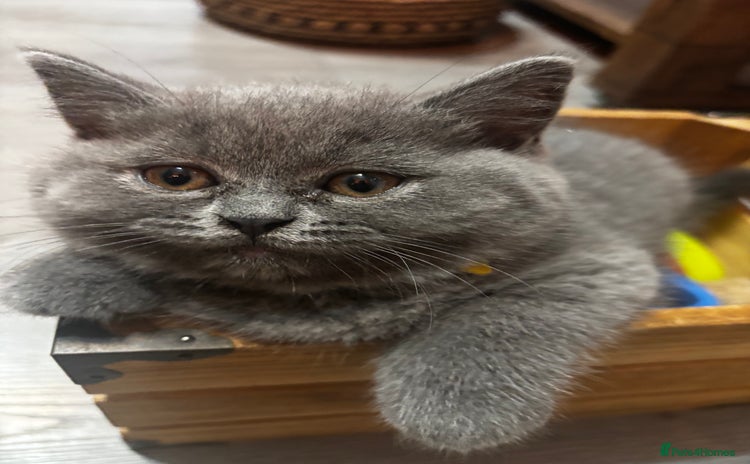 Scottish Fold cats - Advert 1