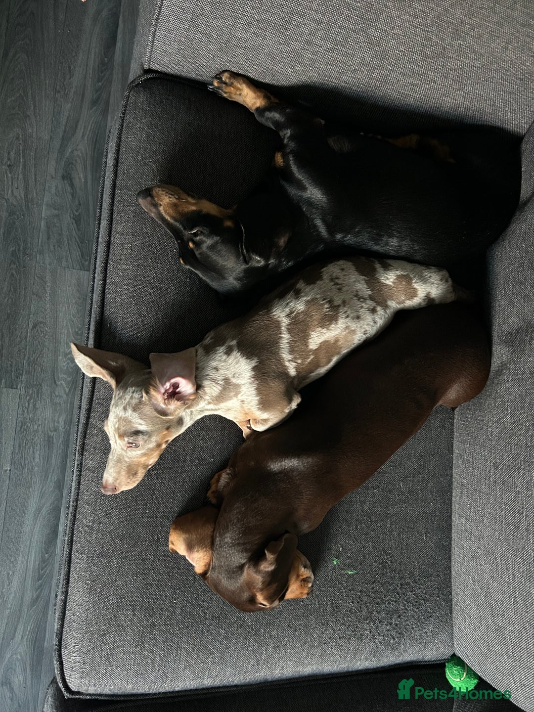 Miniature Dachshund dogs for sale: Silver dapple dachshund  - Advert 2