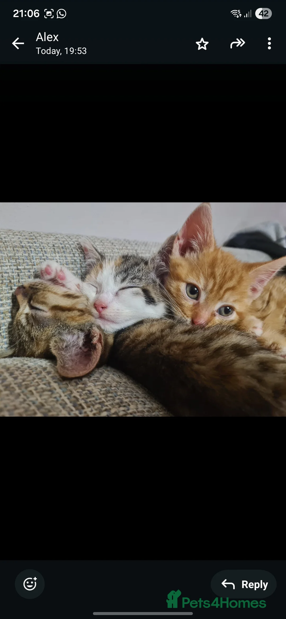 Mixed Breed cats for sale: 10 week old kittens (ready by 5th march) - Advert 5