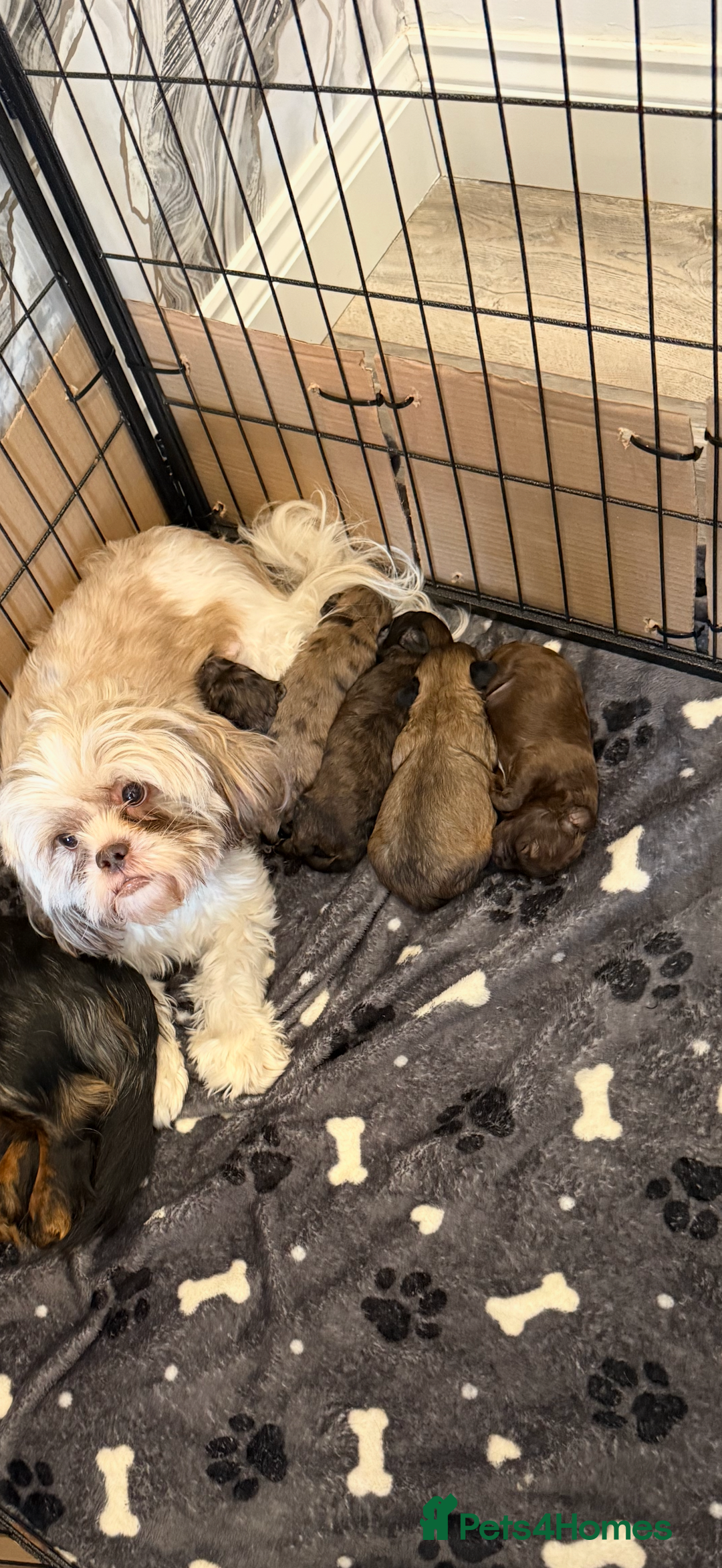 Shihpoo dogs for sale: 5 little shihpoos for sale. All beautiful boys  - Image 7