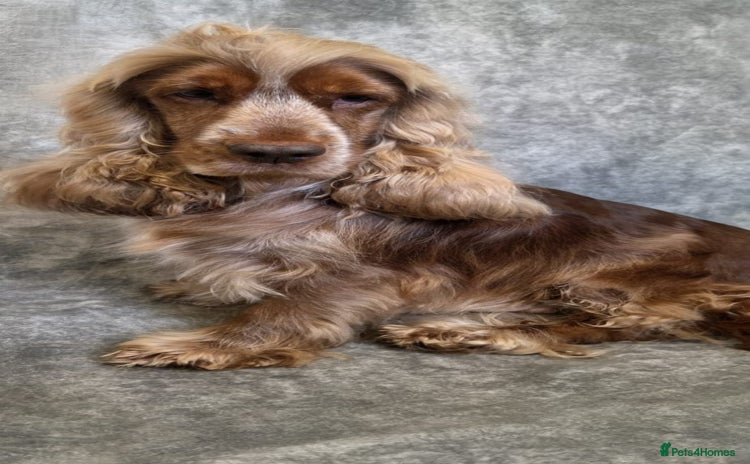 Cocker Spaniel dogs - Advert 1