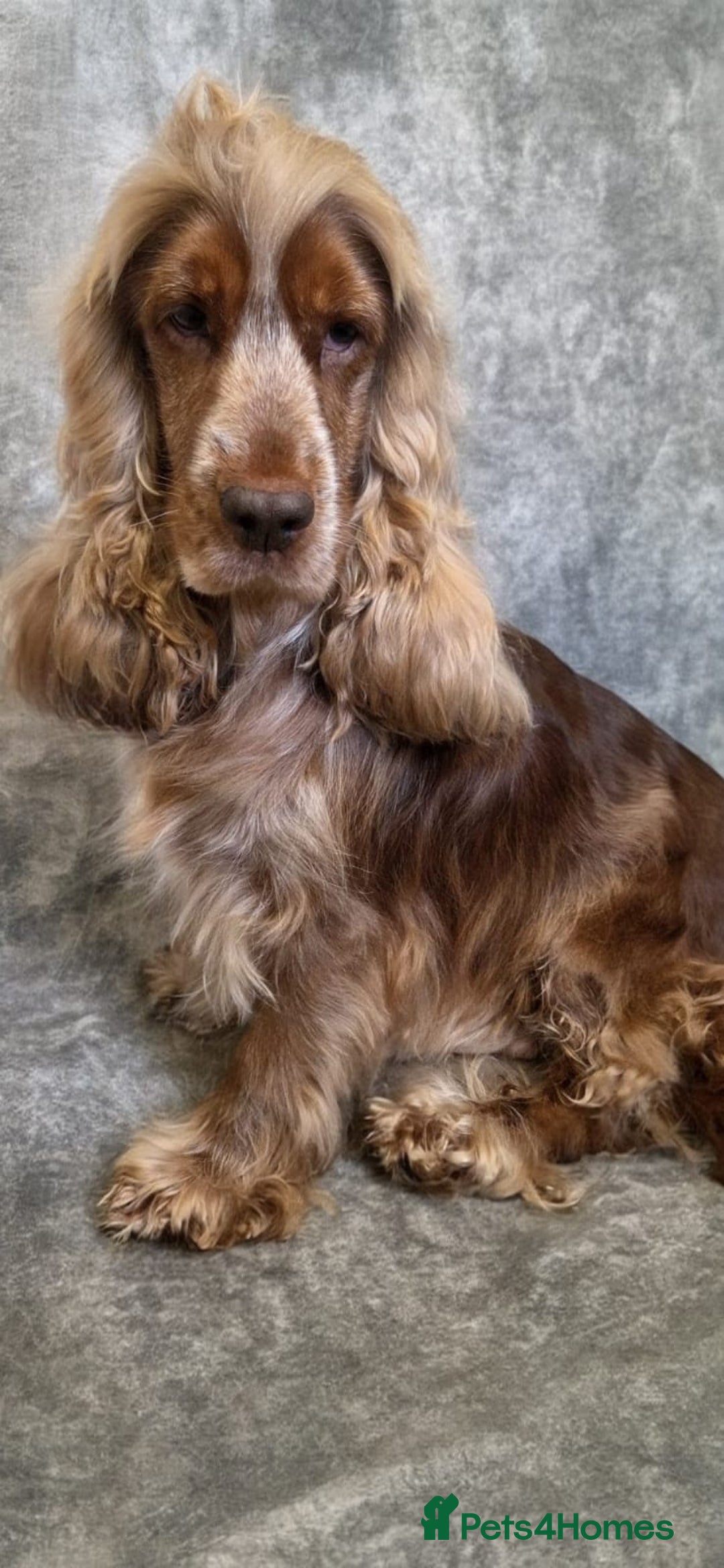 Cocker Spaniel dogs for sale: Beautiful 5 year old cocker spaniel for sale  - Image 1